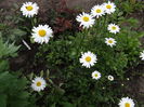 margarete