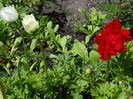 anemone si ranunculus