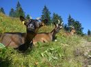 Alpinele satule la odihna