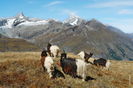 Capre Walliser pe munte-8xn