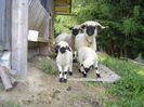 Oi Bot-Negru frumoase-ut65