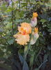 DSC00796