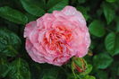 Augusta Luise