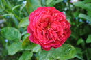 lami-des-jardins