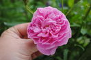 Harlow Carr