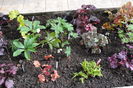 heuchera+helleborus+carex