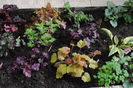 +hosta
