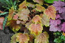 heuchera delta dawn + pulmonaria