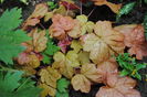 heucherella redstone falls