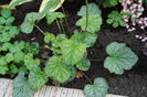 heuchera-americana-dale-s-strain