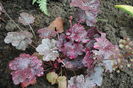Heuchera ’Midnight Rose