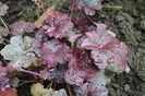 16 mai,Heuchera ’Midnight Rose