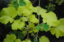 Heuchera_Citronelle