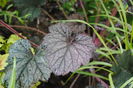 heuchera-frosted-violet