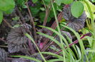 heuchera-frosted-violet