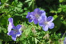 geranium johnsons-blue