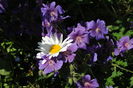 geranium magnificum