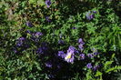 geranium magnificum