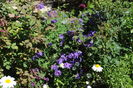 geranium magnificum