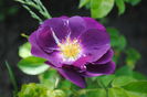 Rhapsody in Blue