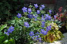 geranium johnsons-blue