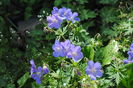 15 mai,geranium johnsons-blue