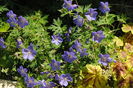 geranium johnsons-blue+h.Solar Eclipse