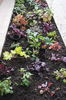 plantat heuchere,geranium,anemone
