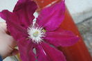 clematis Rebecca