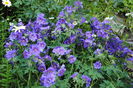 geranium magnificum