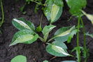 hosta snake eyes