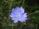 Cichorium intybus (2015, July 19)