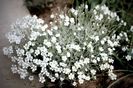 Cerastium Tomentosum