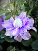 Clematis Diamantina