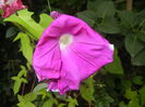 Picotee Morning Glory (2015, Aug.14)