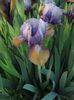 Iris pumila Music Box_7028