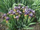 Iris pumila Music Box_7065