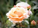 Ambridge Rose