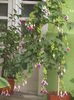 DSCN0040