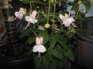 DSCN7742