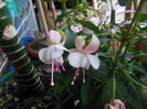 DSCN7749