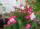 DSCN7763