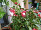 DSCN7859