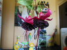 DSCN7883