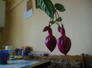 DSCN7894