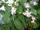 DSCN8196