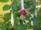 DSCN9905