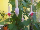 DSCN9906