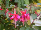 DSCN9917