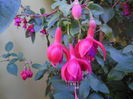 DSCN9918